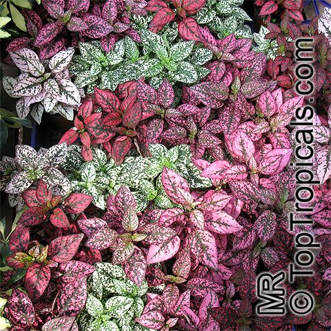 Hypoestes phyllostachya